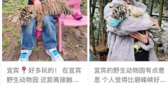 kaiyun动物园被指捆绑幼虎与游客合影 小老虎50小狮子20？